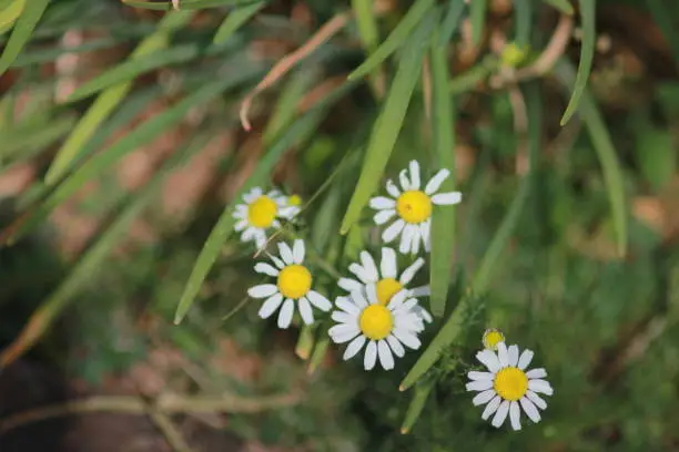 Common daisy flower in the park