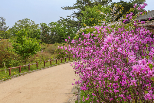 Park colored with pink flowers in spring