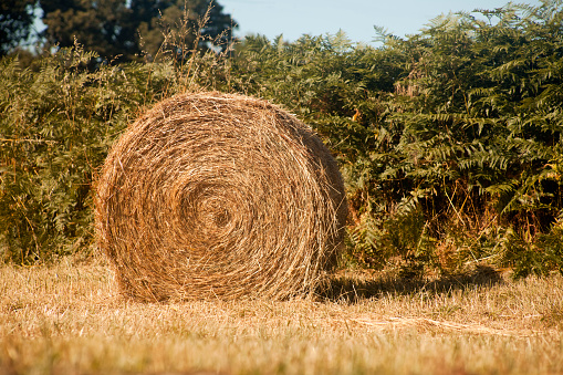 A Welsh Corgi Pembroke dog on a haystack, a sunny, summer day. The dog is happy with the walk and beautiful summer landscapes