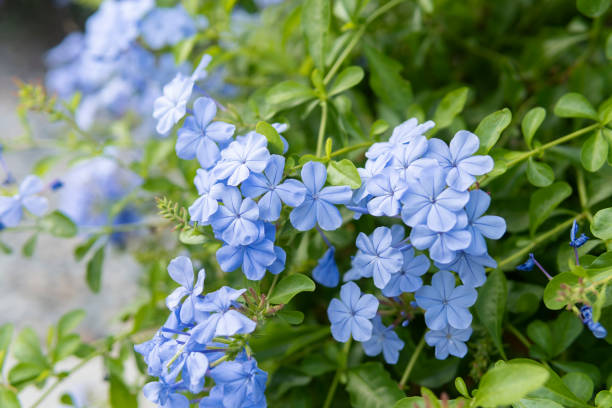 Beautiful blue flowers Plumbago Auriculata in the park In Guangdong. inflorescence photos stock pictures, royalty-free photos & images