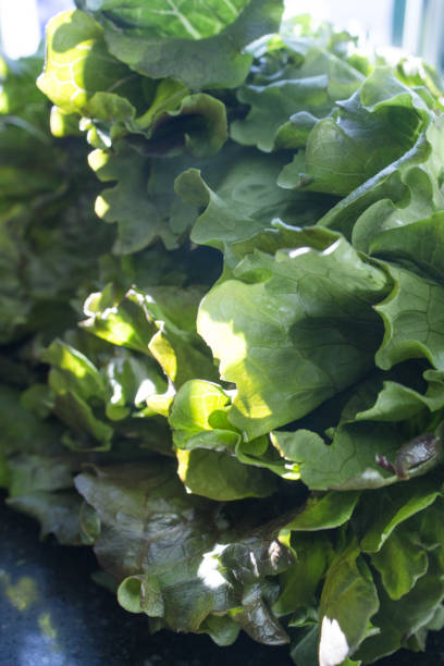istock Whole romaine lettuce, unwashed or cut. No people 1299059168