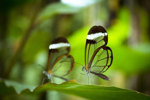 istock Two greta oto butterflies on green tree leaf. No people 1299059329