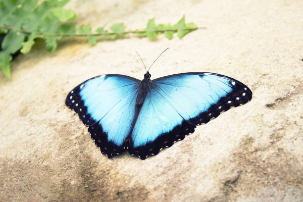 istock Morpho peleides butterfly on a rock with open wings. No people 1299059340