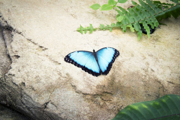 istock Morpho peleides butterfly on a rock with open wings. No people 1299059350
