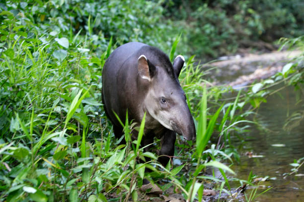 tapir brasileño - tapir fotografías e imágenes de stock