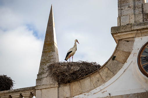 White stork standing in its nest above an old building in the city of Faro, Portugal.