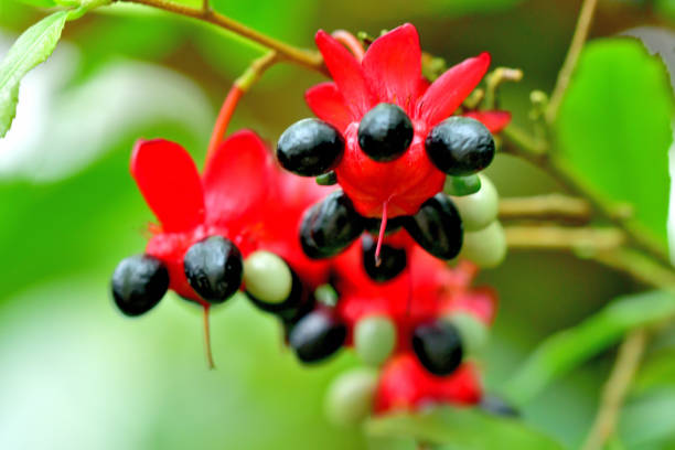 istock Ochna serrulata / Mickey Mouth Plant 1299062155