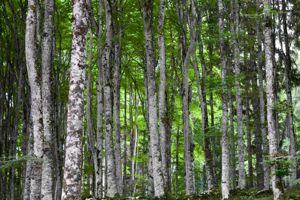 istock the bright colors of the spring forest 1299062251