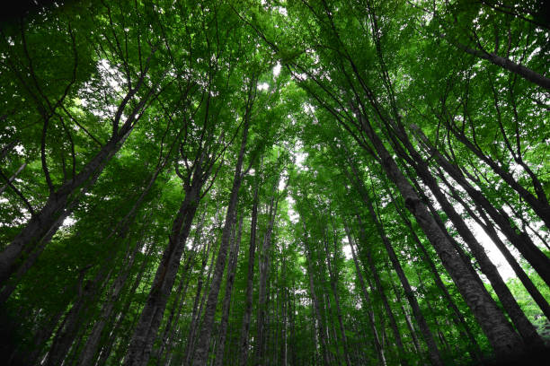 istock very tall trees in the forest with the colors of spring 1299062330