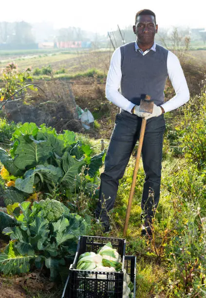 Photo of Man with hoe near cauliflowers