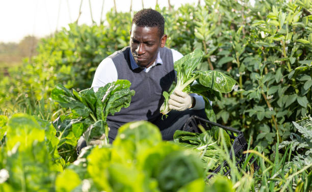 istock Man gathering in crops of leaf beets 1299062905