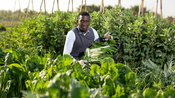 istock Man harvesting Swiss chard 1299062909