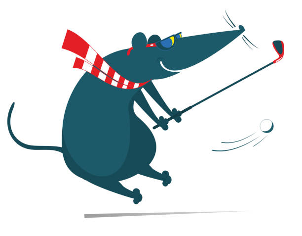 Cartoon rat or mouse plays golf illustration Funny rat or mouse tries to do a good kick isolated on white opossum silhouette stock illustrations