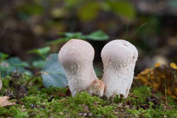 자작 나무 숲에서 식용 버섯 리코퍼돈 perlatum. 일반적인 퍼프볼로 알려져 있습니다. 이끼에서 자라는 야생 버섯. - 일반 퍼프볼 뉴스 사진 이미지