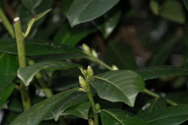 new buds on cherry laurel branch in late wintertime in germany