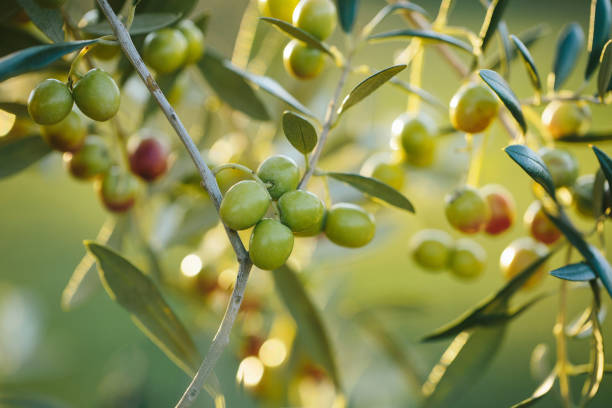 arbequina olive branches close up - olives imagens e fotografias de stock