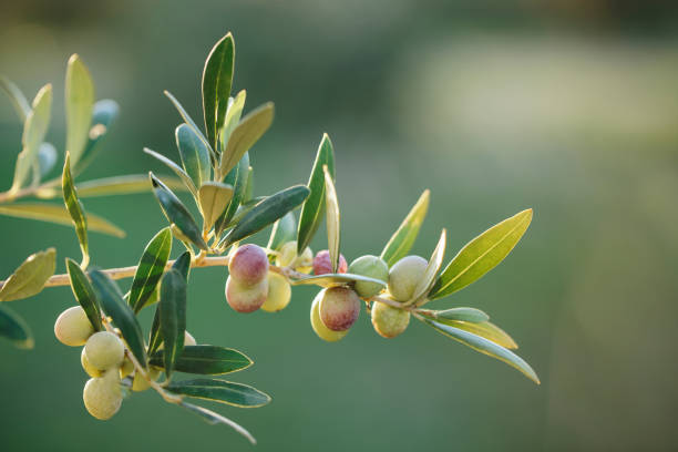 아르베퀴나 올리브 가지 - orchard fruit vegetable tree 뉴스 사진 이미지