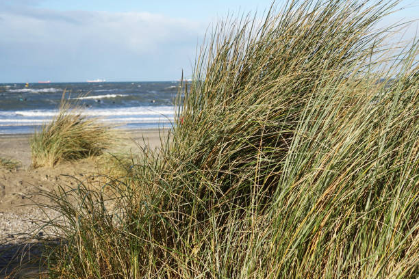 istock Sand dunes and the sea 1299066555