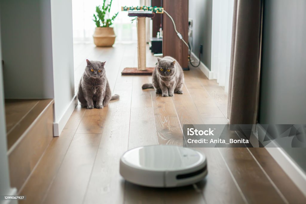 british cats watching the work of the robot vacuum cleaner Two gray british cats watching the work of the robot vacuum cleaner Robotic Vacuum Cleaner Stock Photo