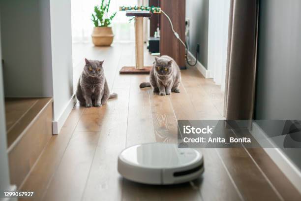 British Cats Watching The Work Of The Robot Vacuum Cleaner Stock Photo - Download Image Now