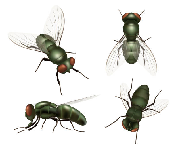 kuvapankkikuvitukset aiheesta lennä hyönteinen. realistiset talon vikoja ja hyttysten kunnollisia vektorikuvituksia kärpäsestä - housefly