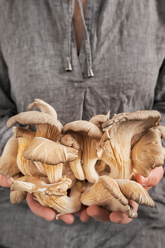 The girl shows a fresh harvest of oyster mushrooms in her hands, close-up, selective focus. Copy space, vertical frame