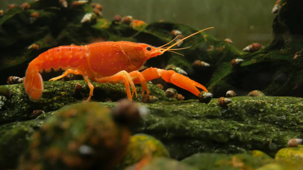 Red crayfish in the aquarium, Orange Lobster side view, walking on rocks