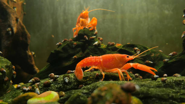 istock Red crayfish in the aquarium, Orange Lobster side view, walking on rocks 1299069053