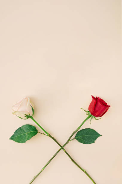 istock Two long stem roses on muted color background with copy space 1299069305