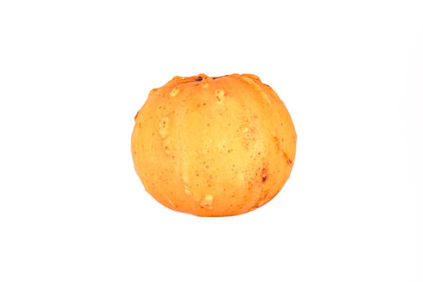istock small orange pumpkin isolated on white background with texture with stem 1299069558