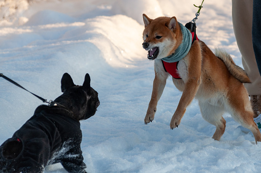 The young Shiba Inu bared his teeth and charged at the other dog. High quality photo
