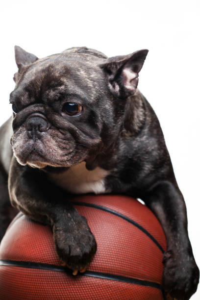 istock image of dog basketball white background 1299071871