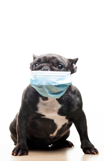 istock image of dog mask white background 1299071872