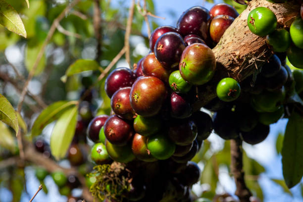 istock Fruit. Exotic. Jabuticaba in the tree ready to be harvested. Jaboticaba is the native Brazilian grape tree. Species Plinia cauliflora. 1299071961