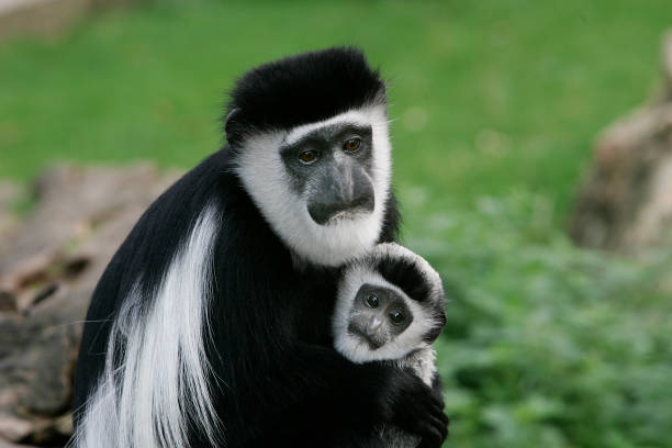 black and white colobus - colobo preto e branco oriental imagens e fotografias de stock