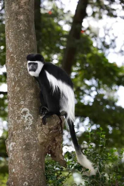 Photo of Black and White Colobus