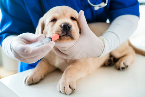 istock Puppy at veterinarian office 1299074513