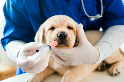 Puppy at veterinarian office, taking medicaments