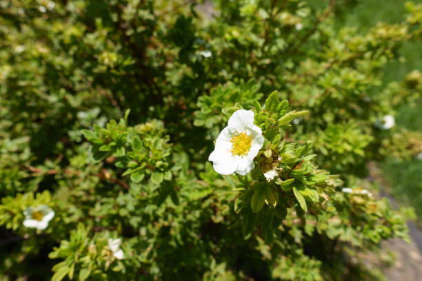 Five petaled white flower of Dasiphora fruticosa in July