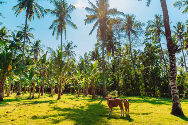 istock Coconut palms with cows in sunny day at Bali 1299075870