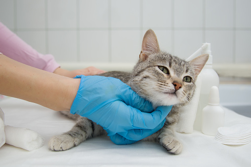 A female hand in a medical glove feels the cat before the operation. Pet at the veterinarian's appointment. The cat is on the medical table. Close-up.