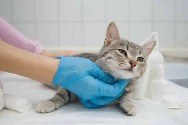 Photo of A female hand in a medical glove feels the cat before the operation. Pet at the veterinarian's appointment. The cat is on the medical table. Close-up.