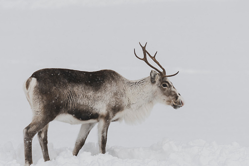 Reindeer grazing in the snow during winter in Northern Norway. The Reindeer are living in a natural environment.