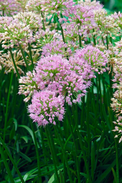 Millenium Ornamental Onion flowers stock photo