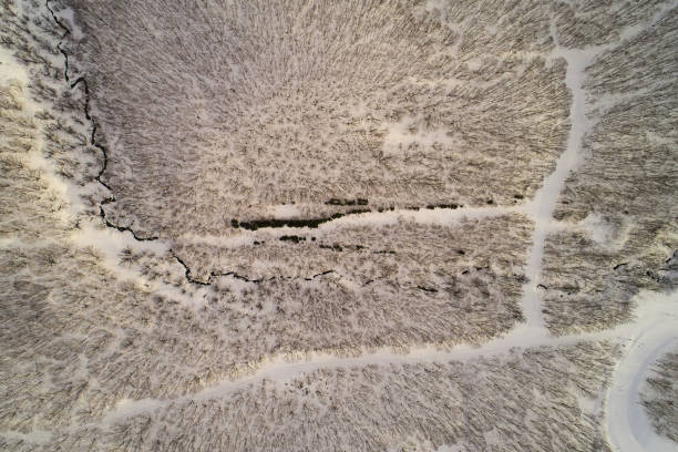 istock Drone view of forest paths, bushes and a stream. 1299079236