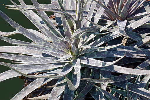 Moonglow Mangave (Agave 'Moonglow')