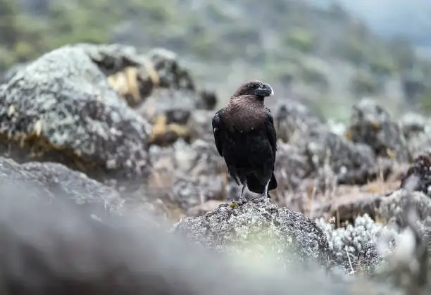 Photo of White-necked raven or Corvus albicollis - large bird on the volcanic cliffs ground on the Kilimanjaro cca 3900m altitude slopes. It is native to eastern and southern Africa.