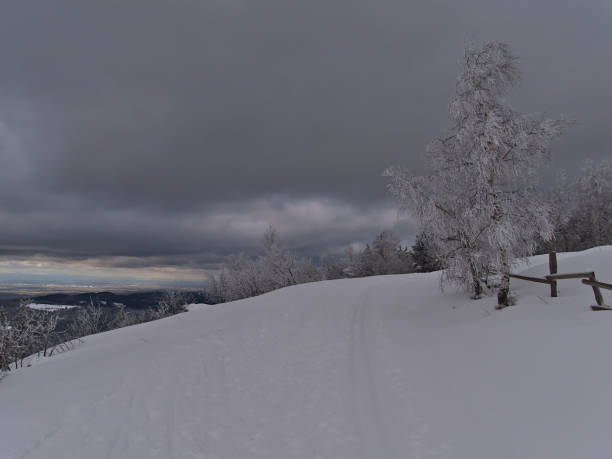 abedul congelado junto a la ruta de senderismo y la pista de esquí de fondo en el pico schliffkopf, alemania con hermosa vista panorámica sobre las montañas cubiertas de nieve de la selva negra. - cross country skiing black forest germany winter fotografías e imágenes de stock