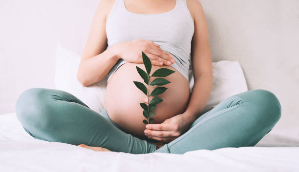 schwangere frau hält grüne sprossen pflanze in der nähe ihres bauches als symbol für neues leben, wohlbefinden, fruchtbarkeit, ungeborene babygesundheit. - schwanger stock-fotos und bilder