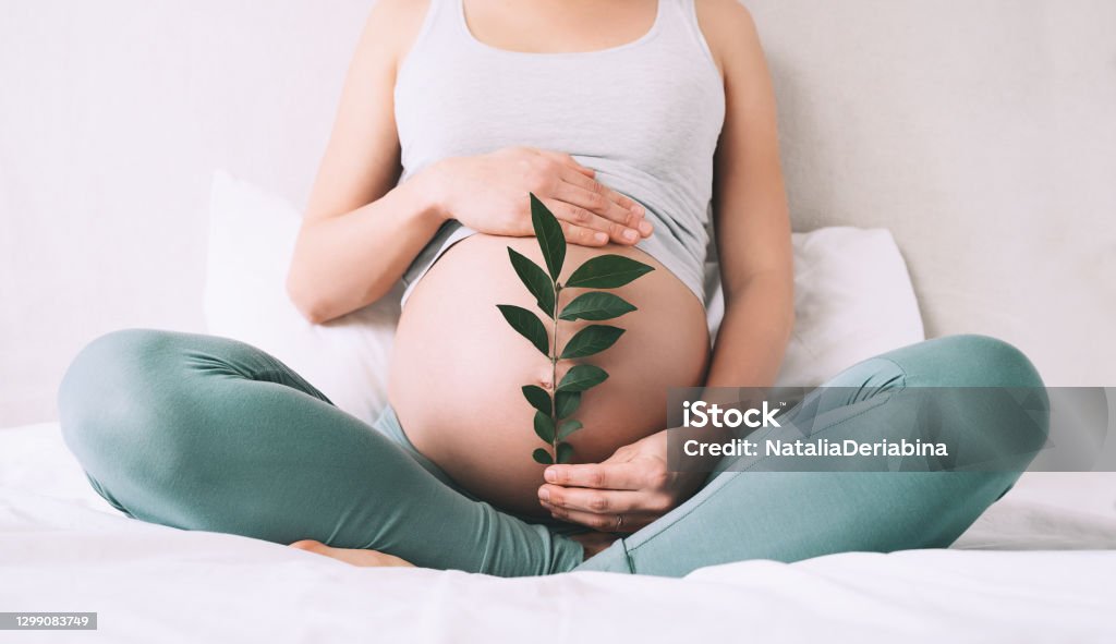 Pregnant woman holds green sprout plant near her belly as symbol of new life, well-being, fertility, unborn baby health. Pregnant woman holds green sprout plant near her belly as symbol of new life, wellbeing, fertility, unborn baby health. Concept pregnancy, maternity, eco sustainable lifestyle, gynecology. Pregnant Stock Photo